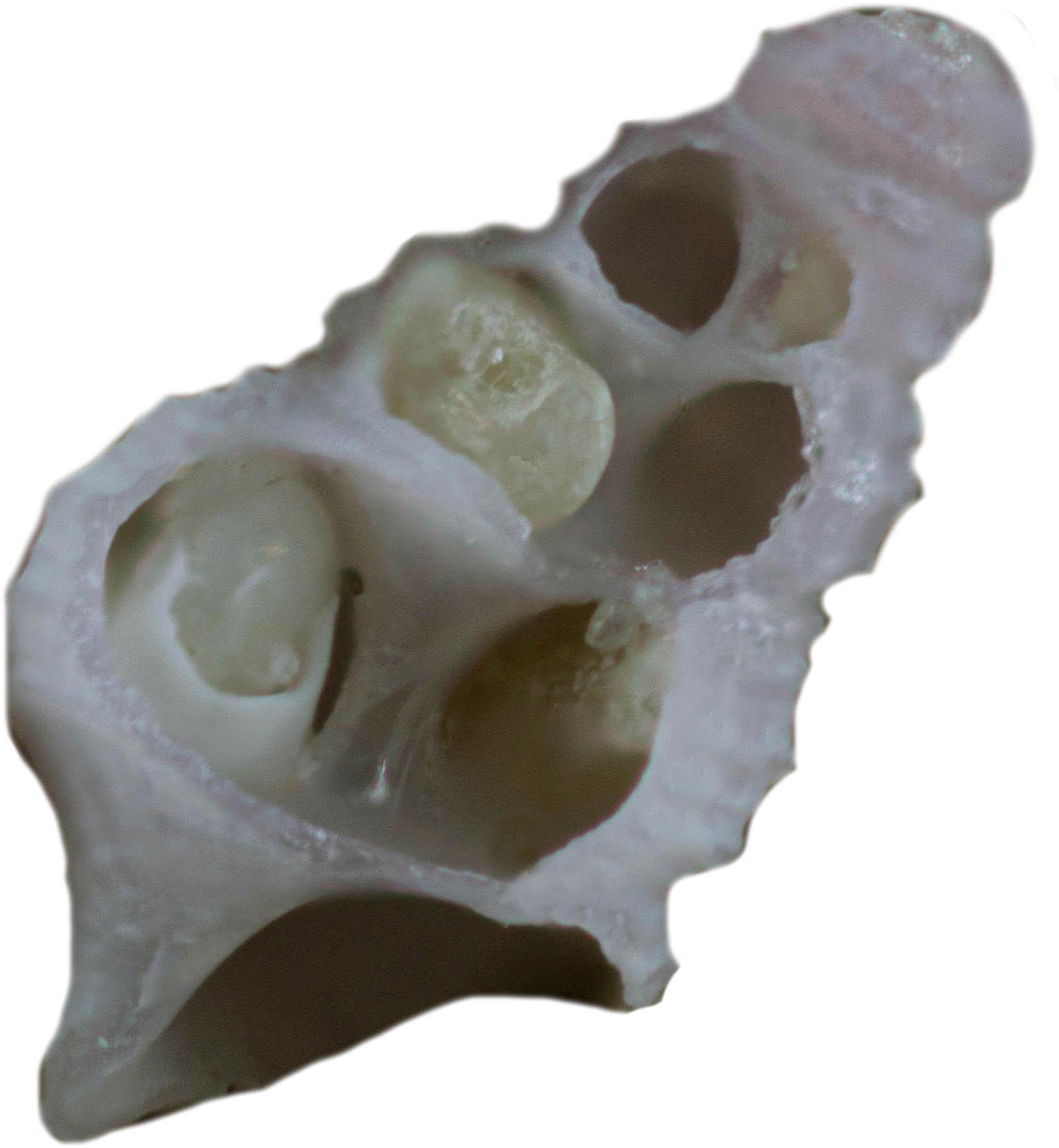 Sand grain for OUAW from Qatar